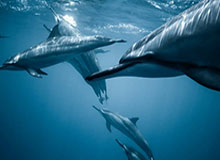 开运体育手机APP下载:让运动与好运同行的全新体验